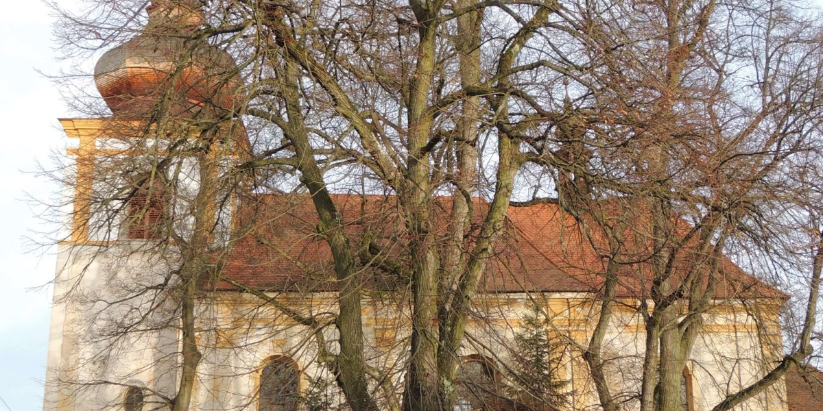 14. Ošetření dvou lip "Svobody" (Kadov u Blatné, Jihočeský kraj)