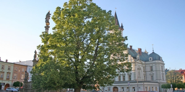 16. Ošetření lípy svobody rostoucí na Masarykově náměstí v Uničově (Olomoucký kraj)