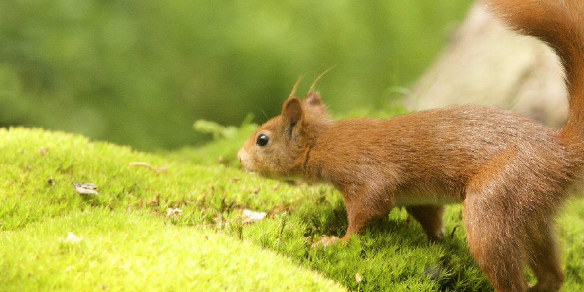 Pomozte nám chránit přírodu